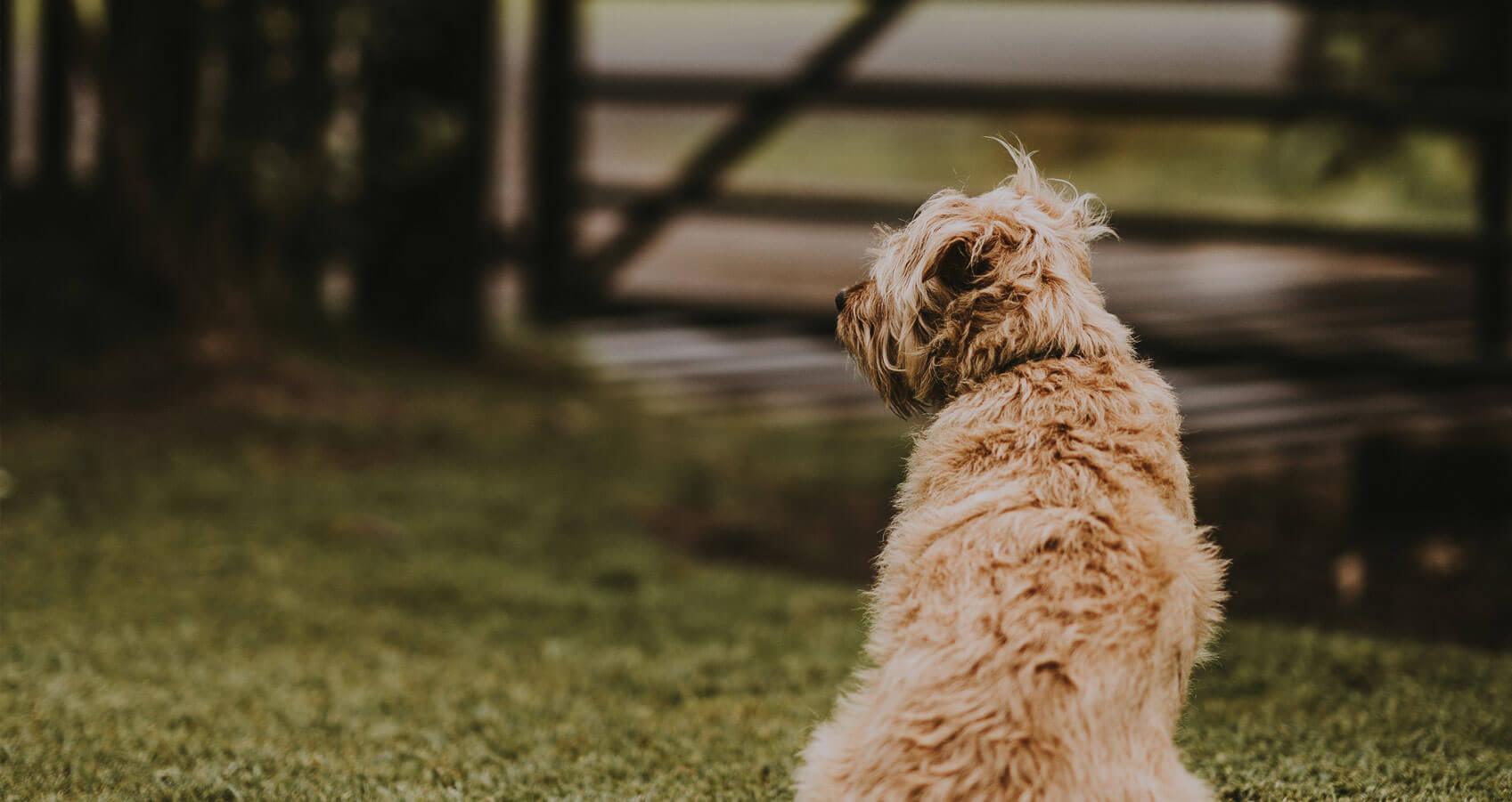 Dog Friendly Pubs around Giggleswick