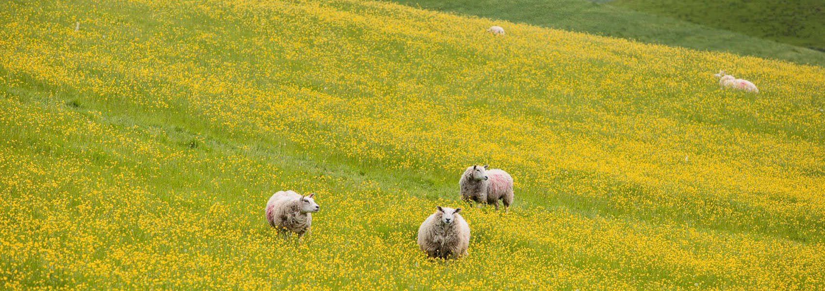 Giggleswick - Craven District